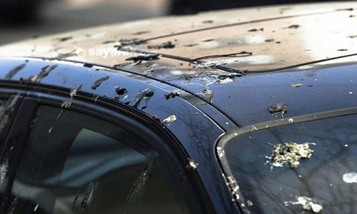 از بین بردن فضولات پرندگان